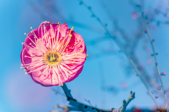 初春花卉