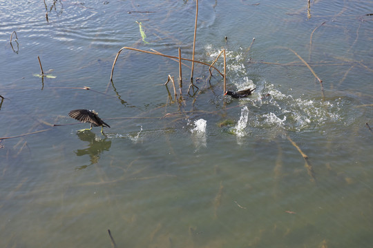 池塘里的黑水鸡