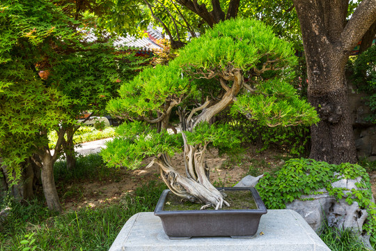 松柏盆景