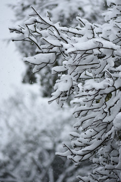 云南冰雪风光