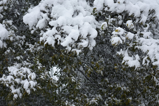 云南冰雪风光
