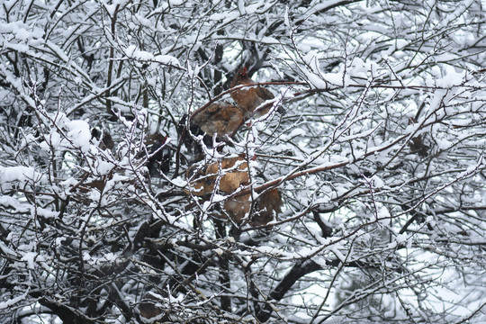 云南冰雪风光