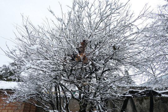 云南冰雪风光