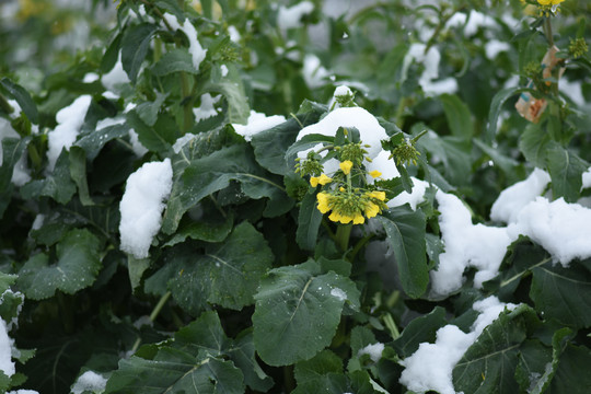 冰雪中的油菜花