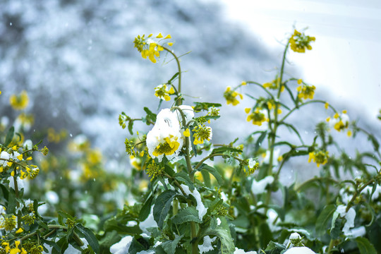 冰雪中的油菜花
