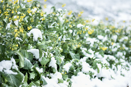 冰雪中的油菜花