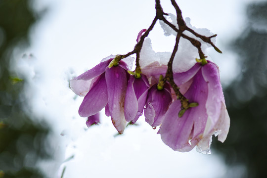 冰雪中的玉兰花