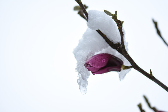 冰雪中的玉兰花