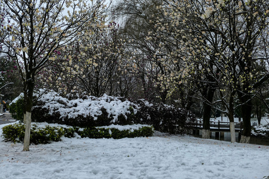 冰雪中的玉兰花