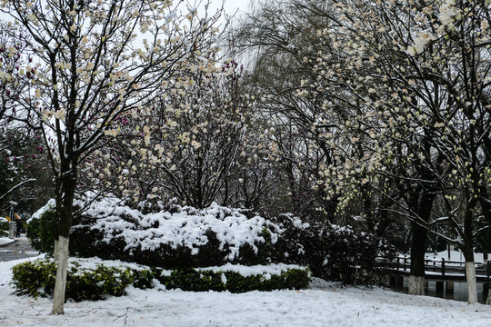 冰雪中的玉兰花