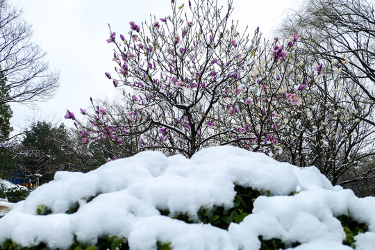 冰雪中的玉兰花