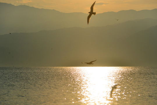 海鸥飞翔在早晨的邛海