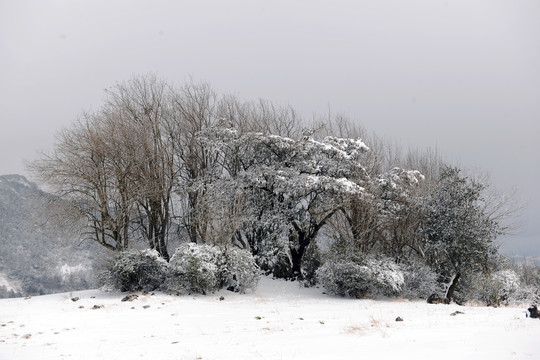 寻甸雪