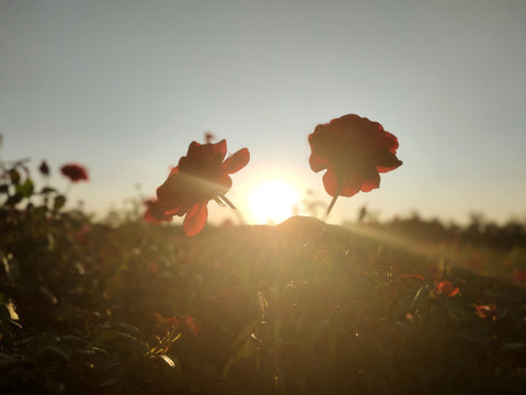夕阳下的玫瑰花