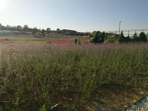 薰衣草花田