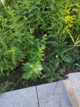 野草