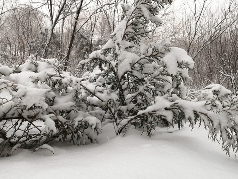 北方冬季白雪雪景