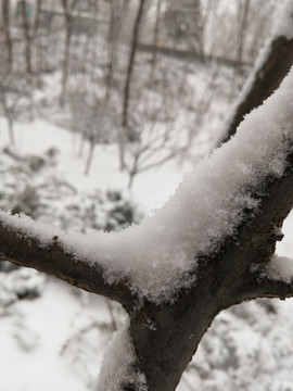 北方冬季白雪雪景