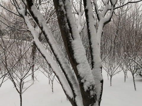 北方冬季白雪雪景
