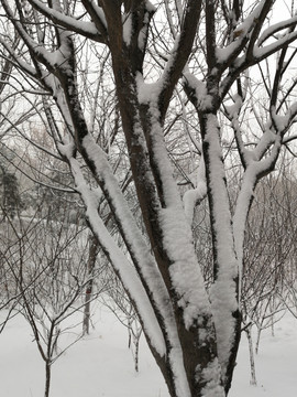 北方冬季白雪雪景