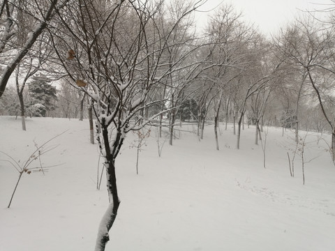 北方冬季白雪雪景