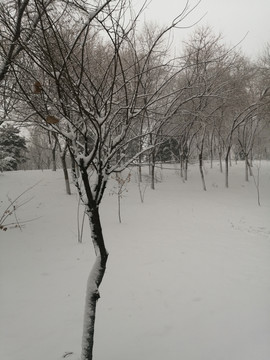 北方冬季白雪雪景