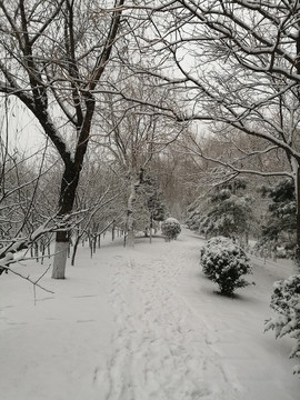 北方白雪雪景图