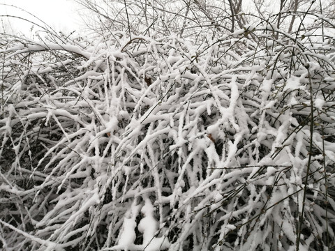 北方白雪雪景图