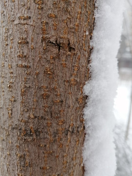 北方白雪雪景图