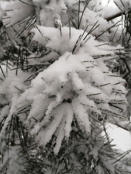 北方冬季白雪雪景