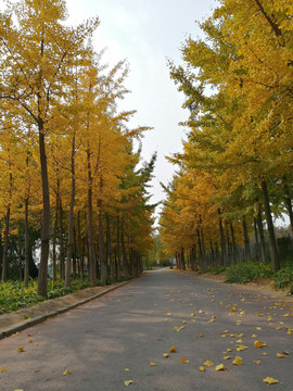 户外路旁树林风景