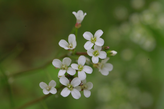 碎米荠