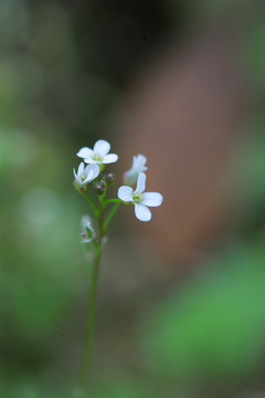 碎米荠