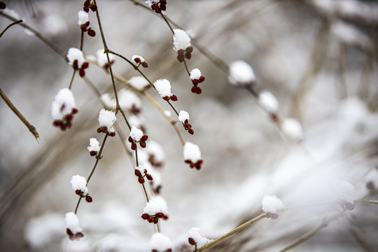 雪中红豆