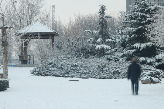 观雪