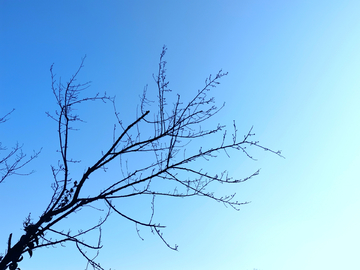 树枝蓝天