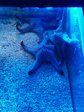 海星