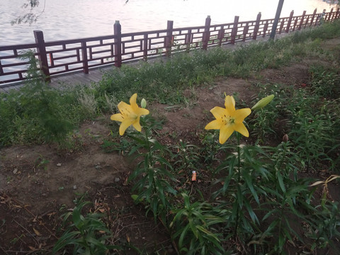 野花