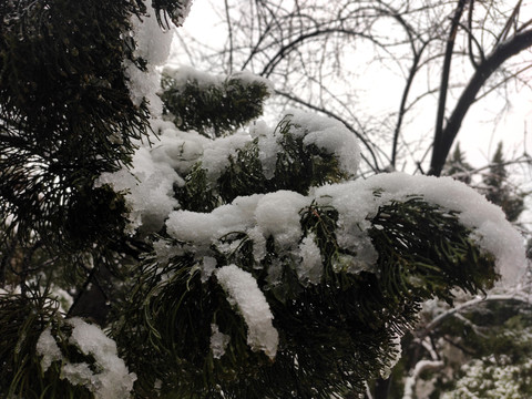 松树雪景