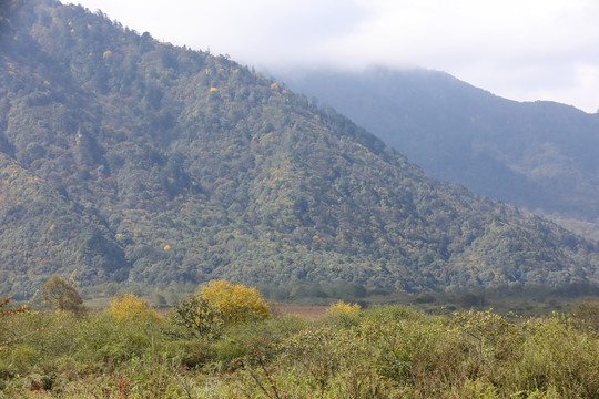 高山植被