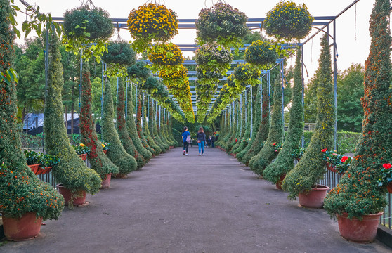 植物长廊