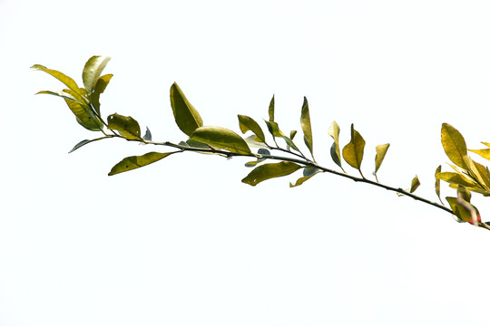橘子树枝