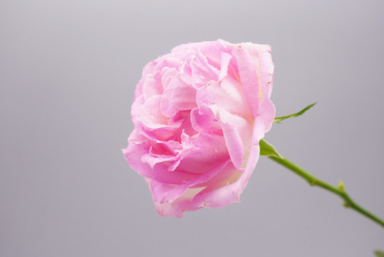 玫瑰花
