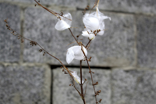 冰雪花