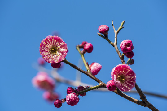 蓝天红花