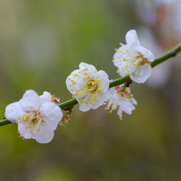 梅花