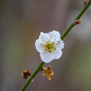 梅花