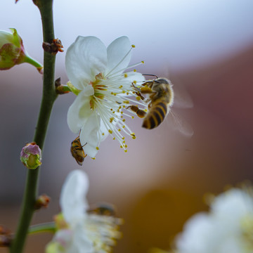 蜜蜂