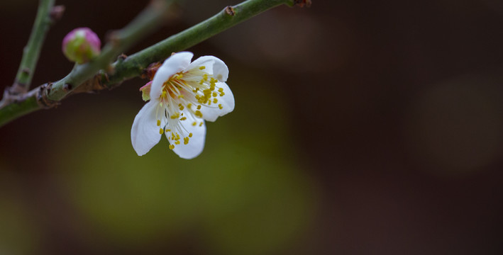 梅花