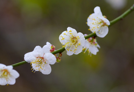 梅花